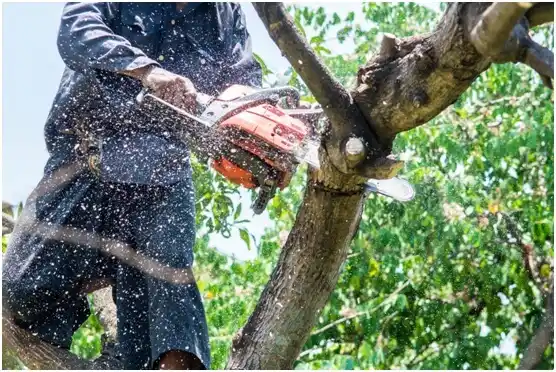 tree services Falling Water